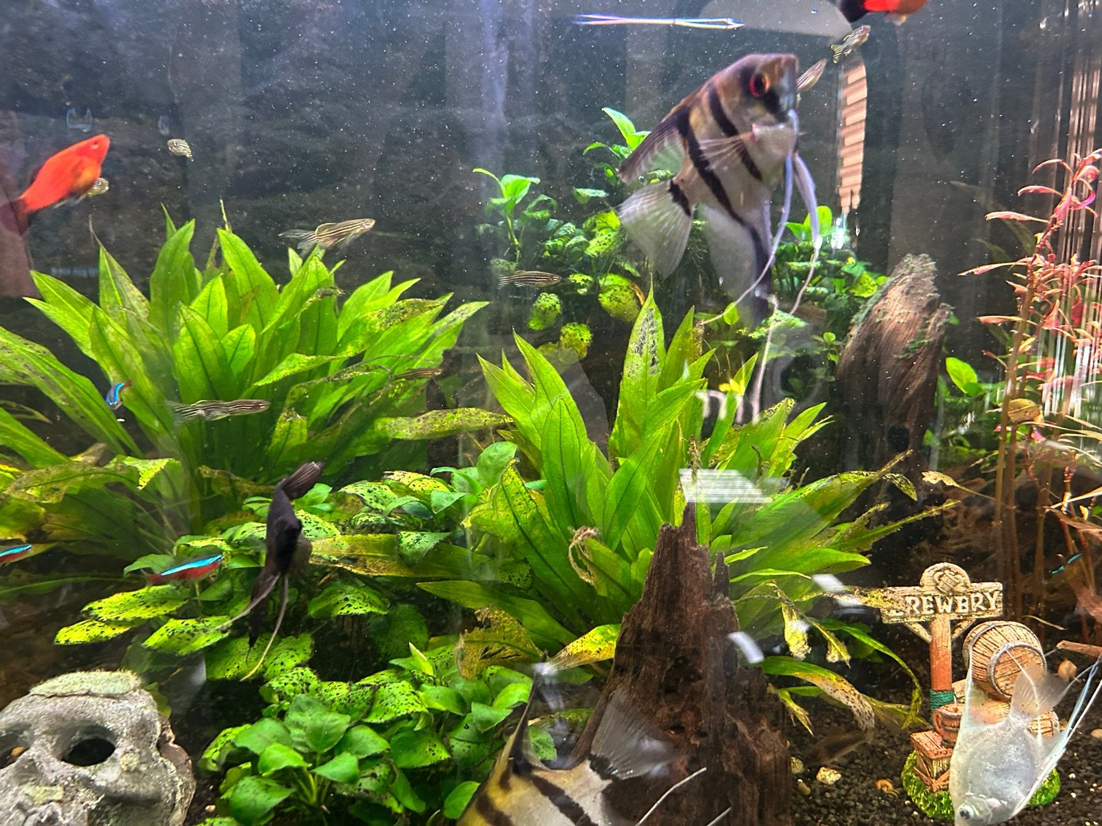 Verschillende maansvissen en andere guppies, Vis