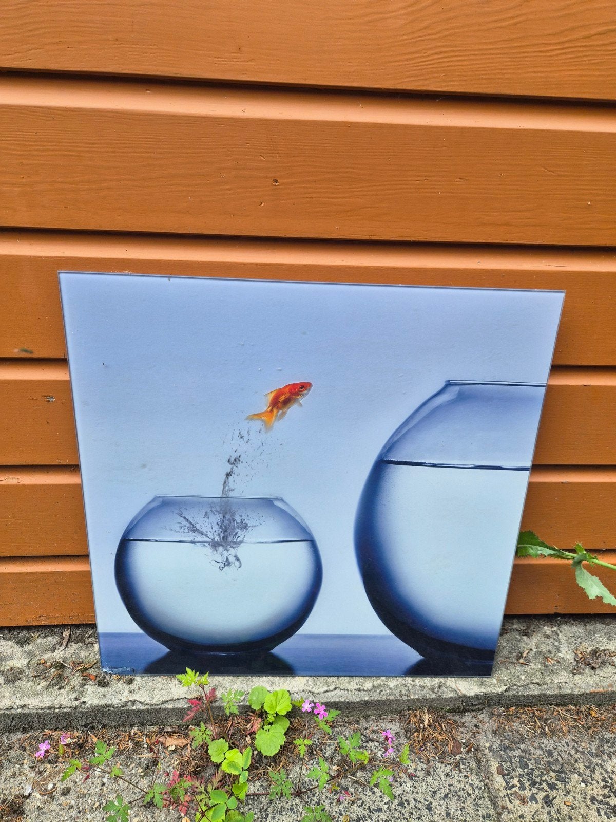 Glazen wanddecoratie met goudvis motief, Ophalen, Zo goed als nieuw, 50 tot 75 cm, Overige typen