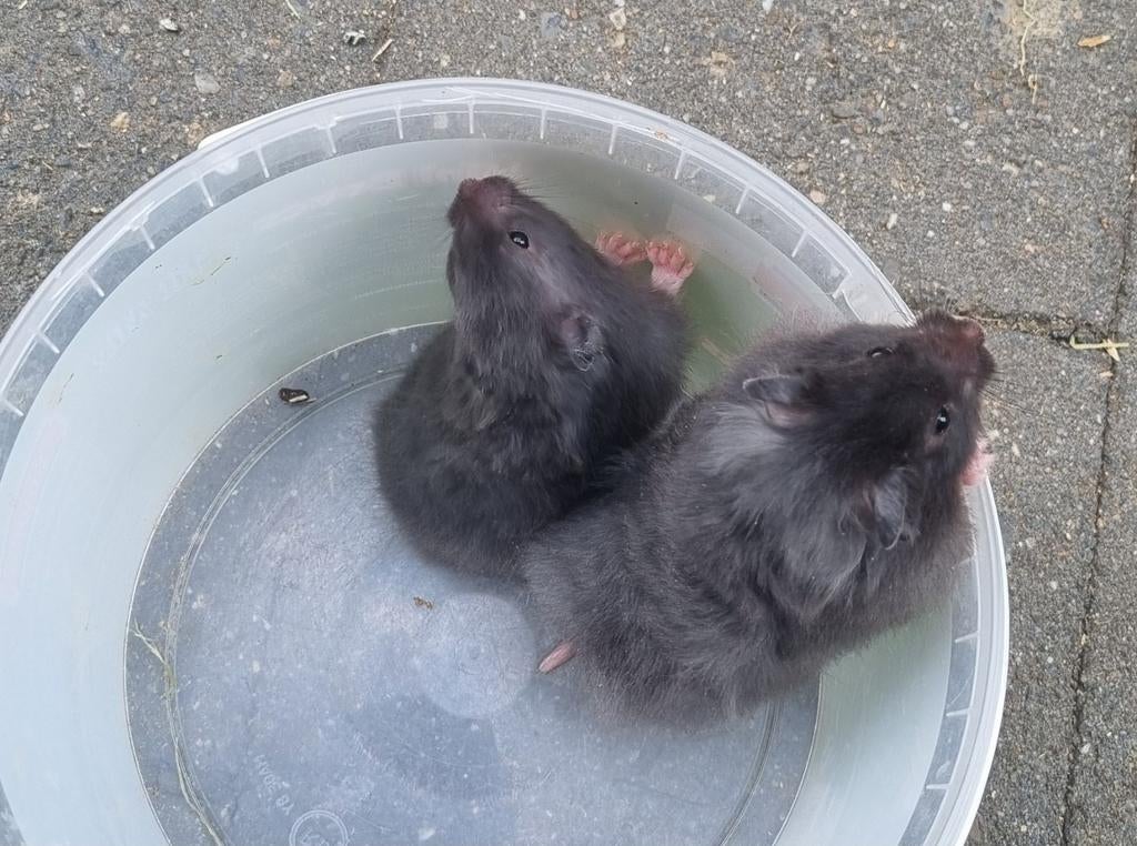 Syrische hamsters (goudhamsters) jong verschillende kleuren, Dieren en Toebehoren, Knaagdieren, Hamster, Maart, Meerdere dieren