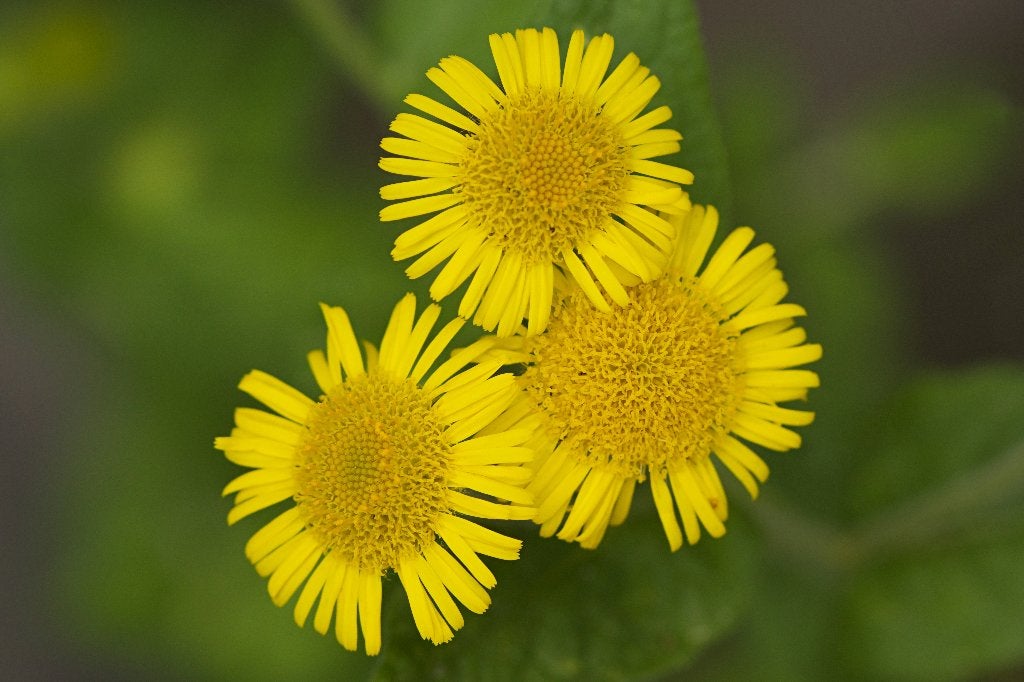 Zaden heelblaadjes (Pulicaria dysenterica) - inheems, bio, Ophalen of Verzenden, Najaar, Volle zon, Zaad