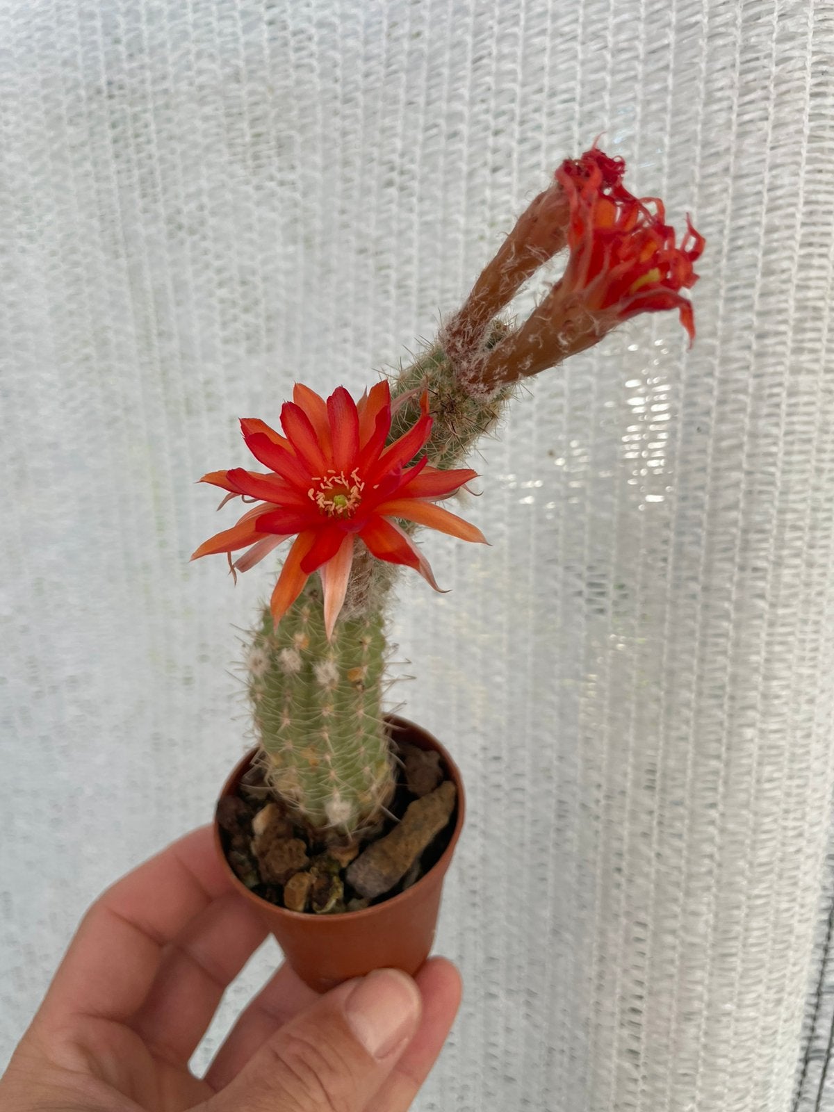 Chamaecereus Orange Spider, Kamerplant, Cactus, Plant, Ophalen of Verzenden, Cactus, Volle zon, Minder dan 100 cm