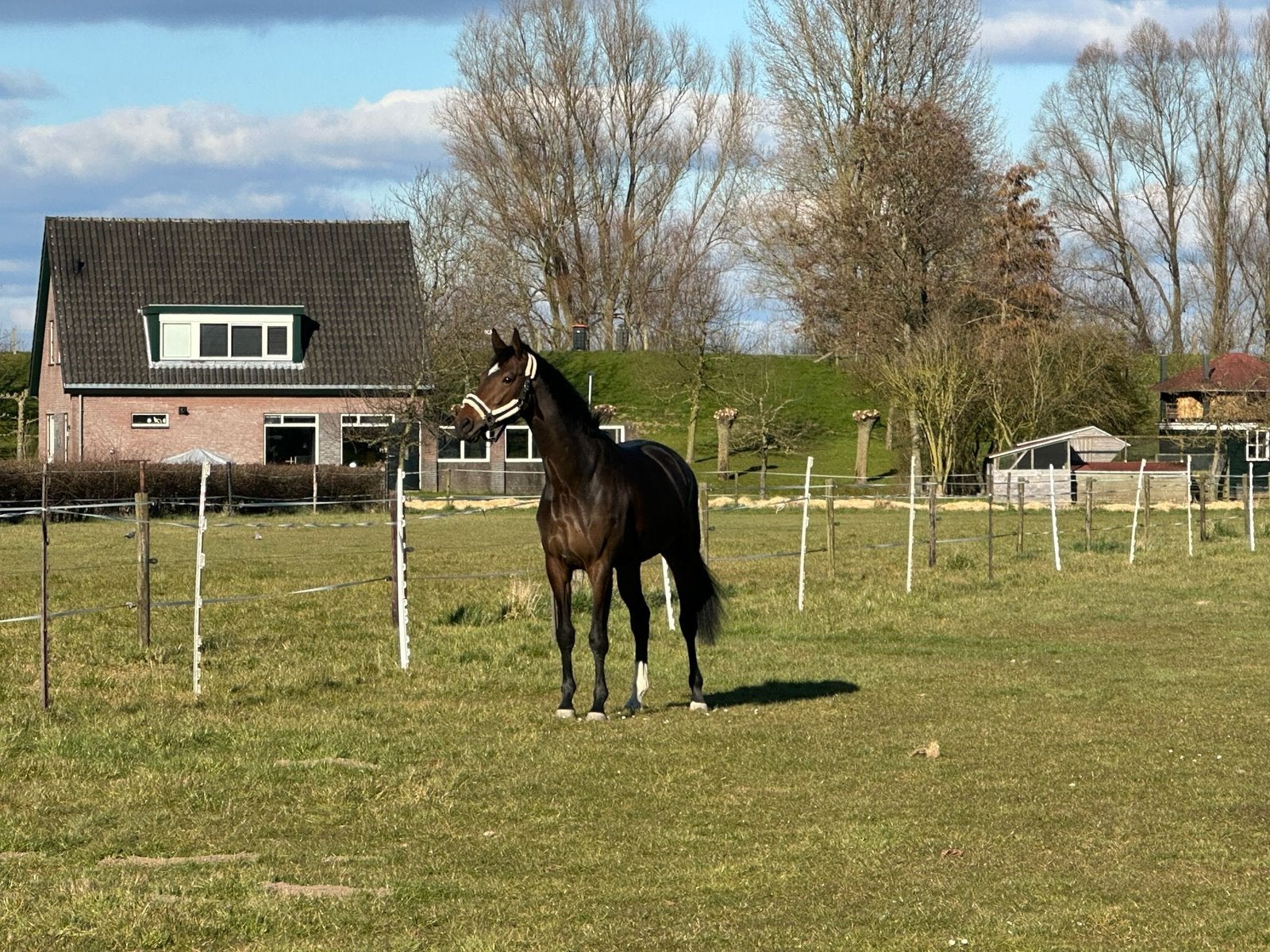 Lieve 5 jarige merrie zoekt nieuw thuis, Dieren en Toebehoren, Merrie, Dressuurpaard, 3 tot 6 jaar
