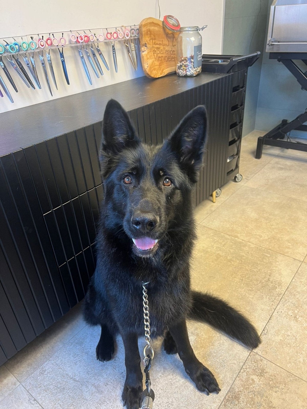 Duitse herder, Dieren en Toebehoren, Reu, Eén hond, 3 tot 5 jaar, Nederland