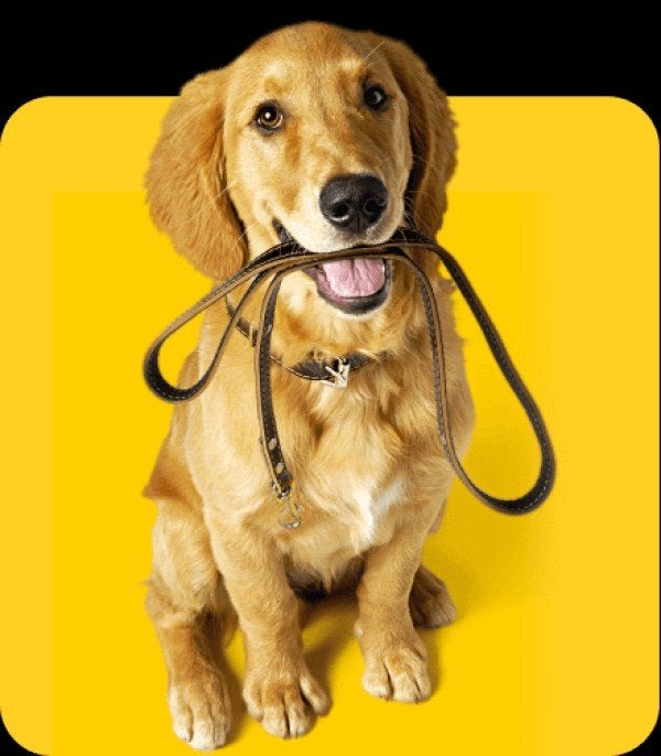 Hondenuitlaatservice Wapenveld 
Werk je lange dagen, of, Dieren en Toebehoren, Ophalen of Verzenden, Hond
