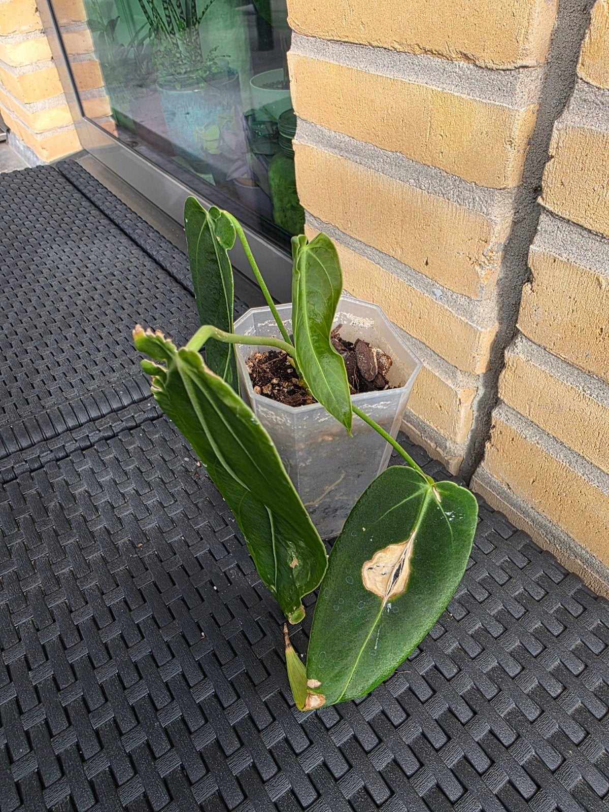 Anthurium Warocqueanum x Waterburyanum Hybrid, Ophalen of Verzenden, Halfschaduw, Minder dan 100 cm