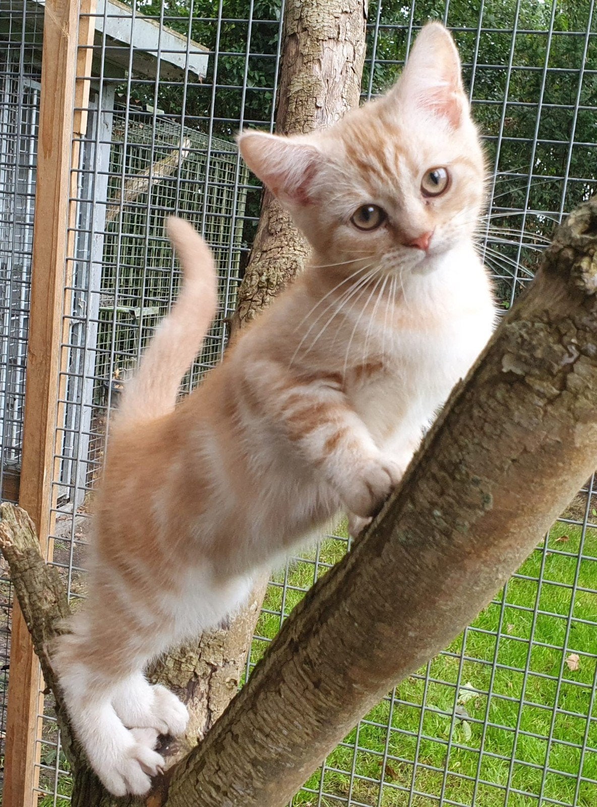 supermooie rode Brits korthaar kittens, Dieren en Toebehoren, Kater, Gechipt