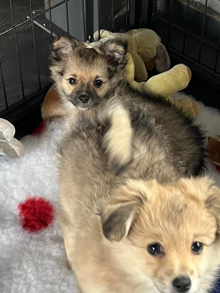 Pomeriaan x Maltipoo pups nog 2 reutjes beschikbaar, Parvo, Overige rassen, 8 tot 15 weken, Meerdere