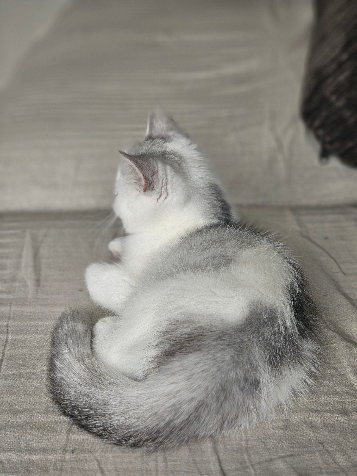 Prachtig Perzische Exotic Shorthair kitten - Poesje, Poes, Langharig, 0 tot 2 jaar