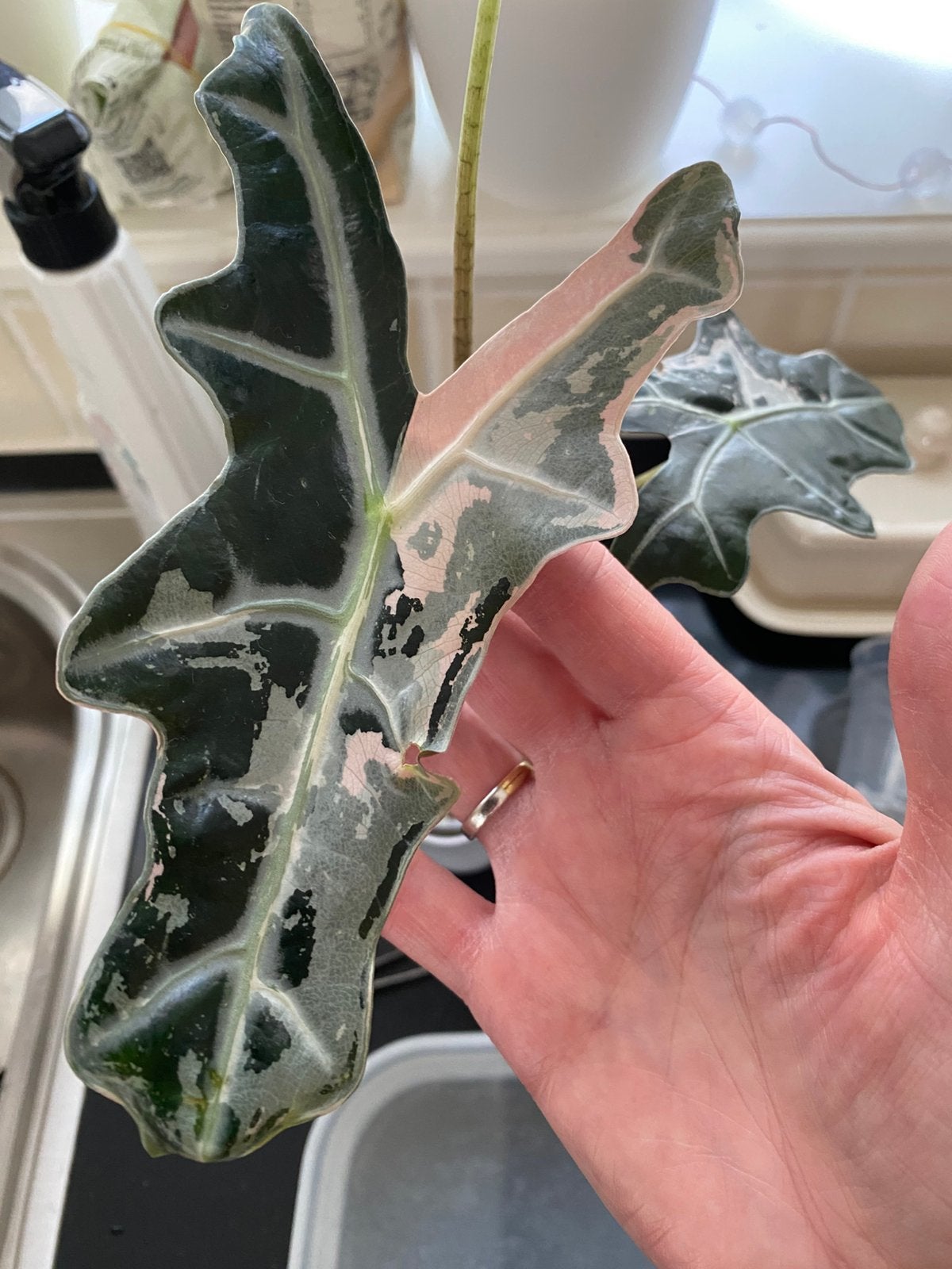 Alocasia nobilis pink variegata corms, Ophalen of Verzenden, Halfschaduw, Minder dan 100 cm