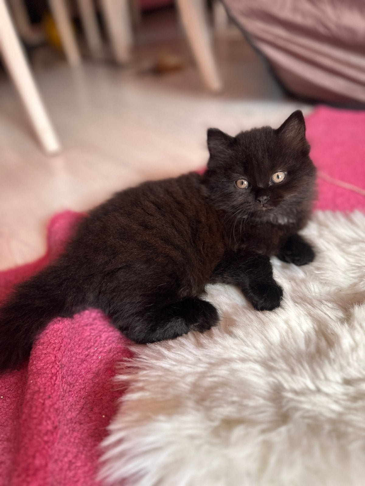 Britse langhaar kitten( katertje donkerbruin), Dieren en Toebehoren, Katten en Kittens | Raskatten | Langhaar, Meerdere dieren