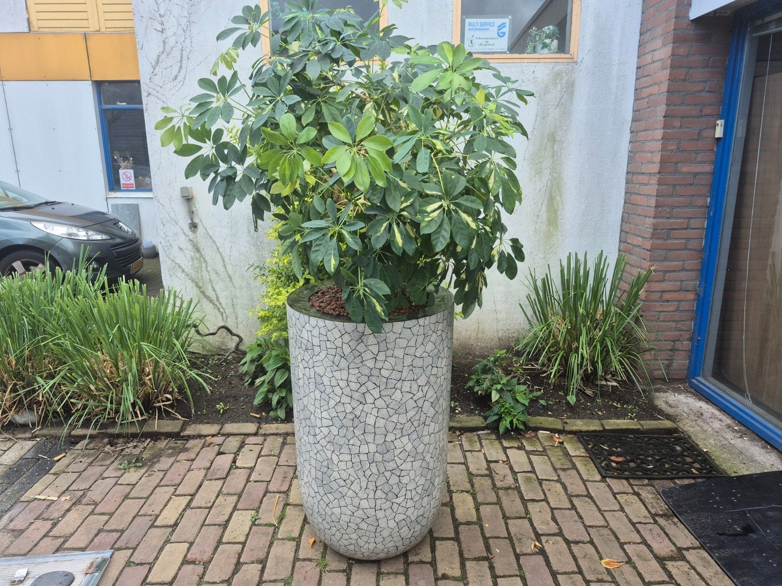 Planten t.b.v kantoor, Ophalen of Verzenden, Nieuw