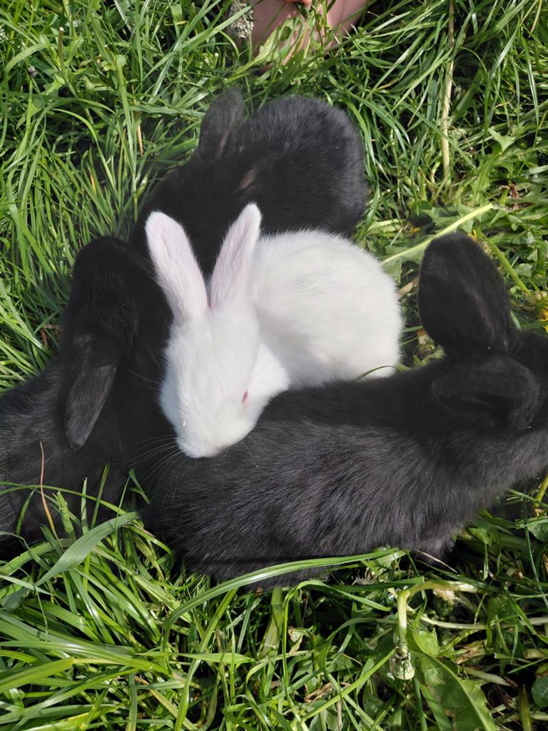 3 mooie duitse reuzen te koop zwarte, Dieren en Toebehoren, Mannelijk, Groot