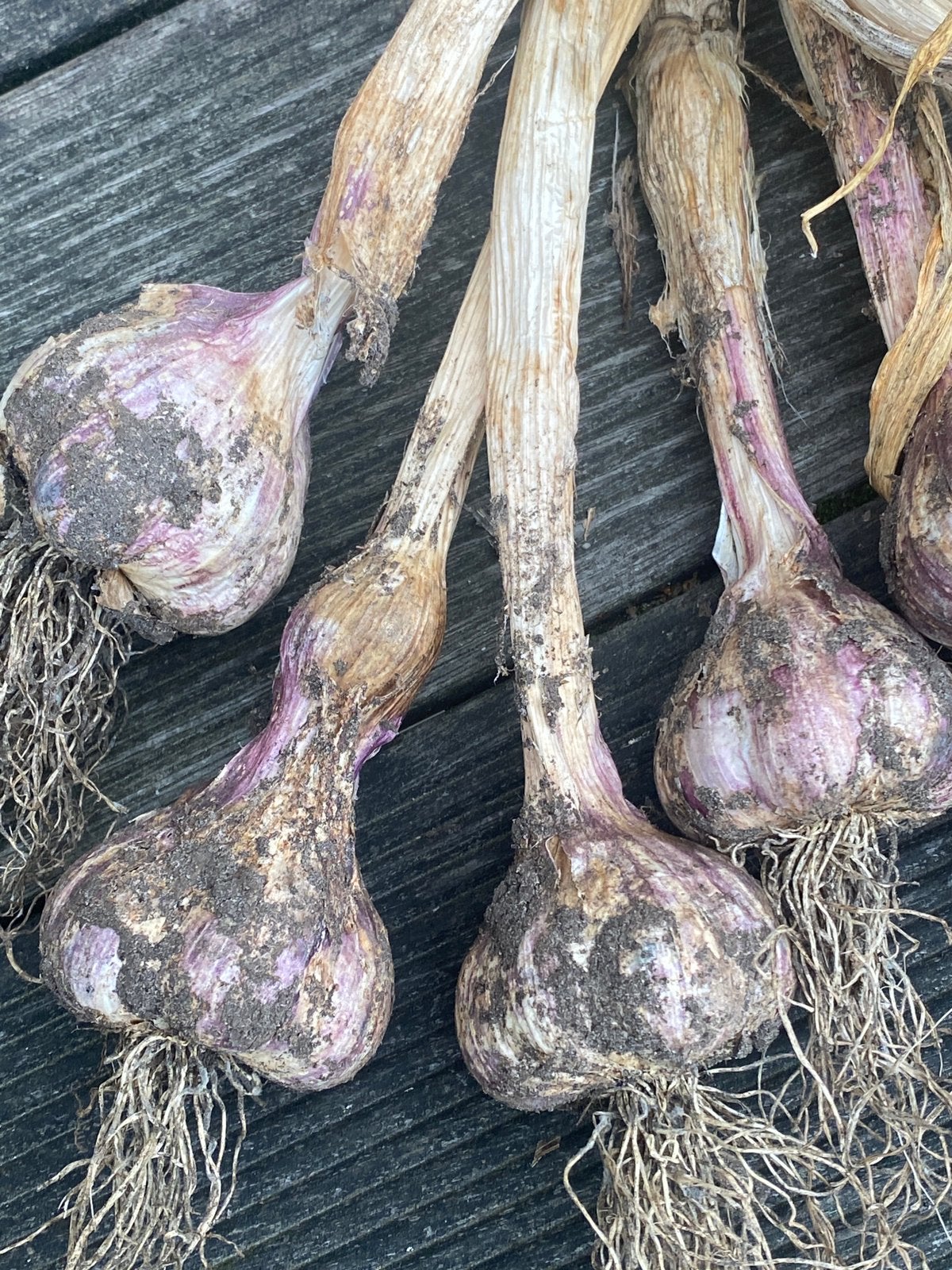 Knoflook, Ophalen of Verzenden, Volle zon