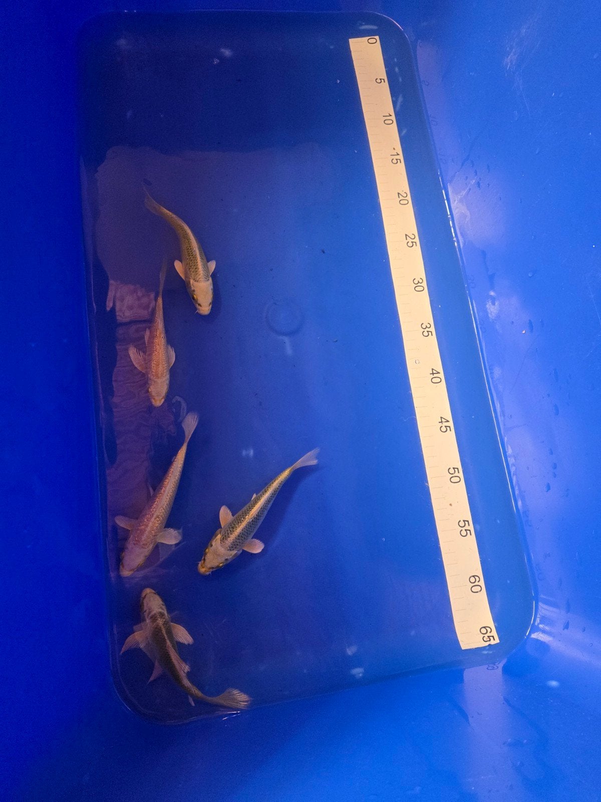 Koi, 1ste jaars (Tosai), laatste 5 stuks, Dieren en Toebehoren, Vissen | Vijvervissen, Karper of Koi