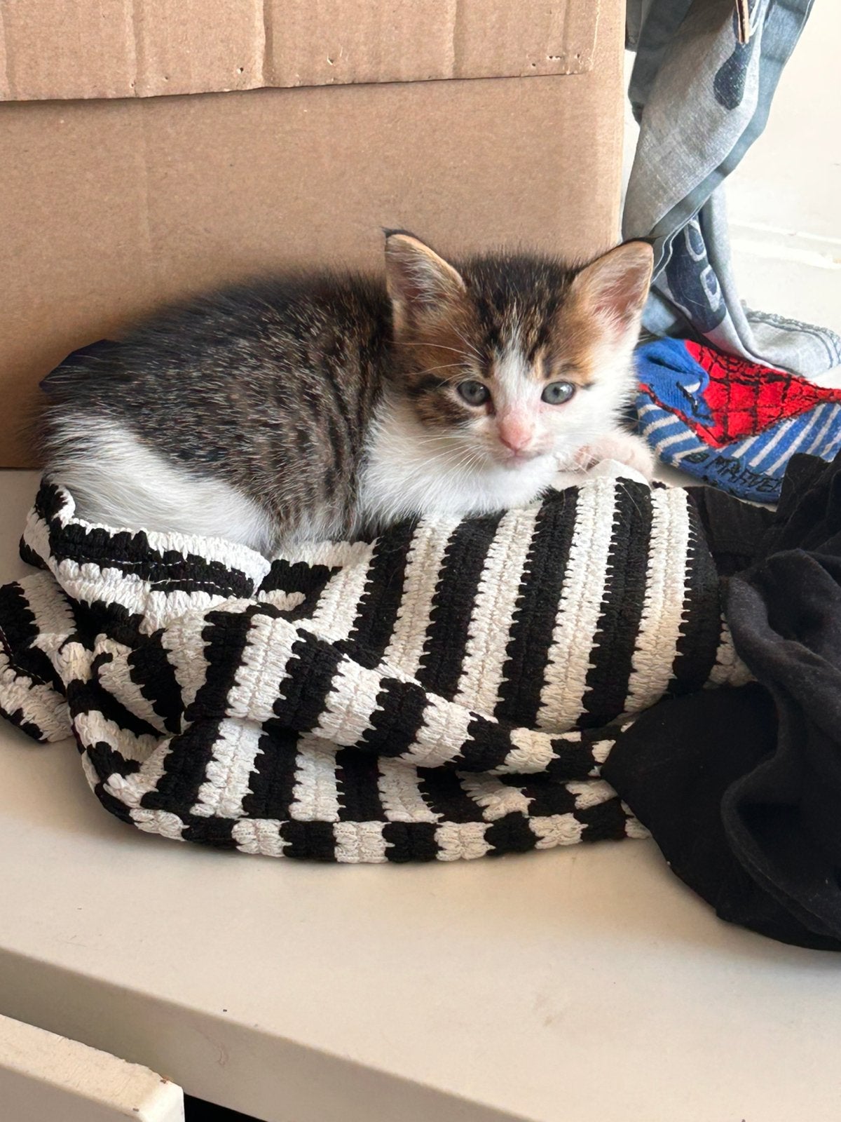 5 lieve sociale Kittens te koop, Meerdere dieren