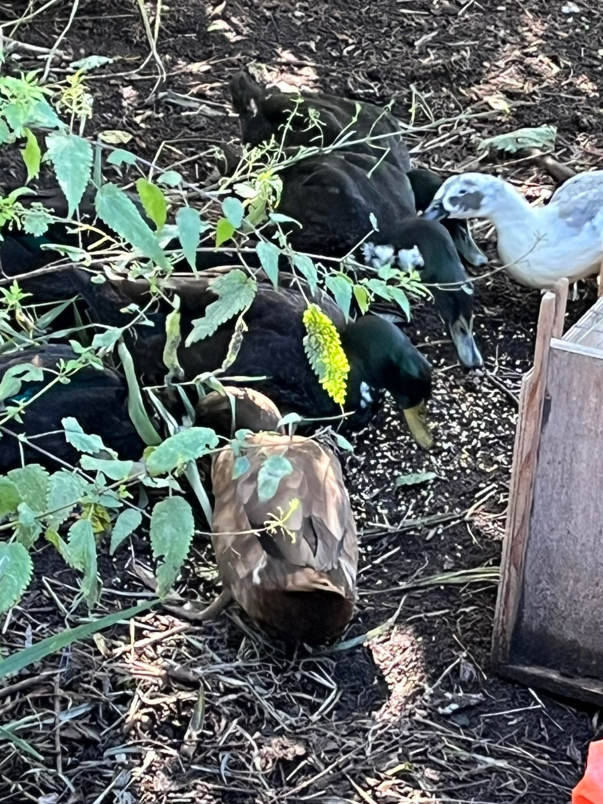 Loopeenden tekoop!!!!, Meerdere dieren, Wildzangvogel, Tam