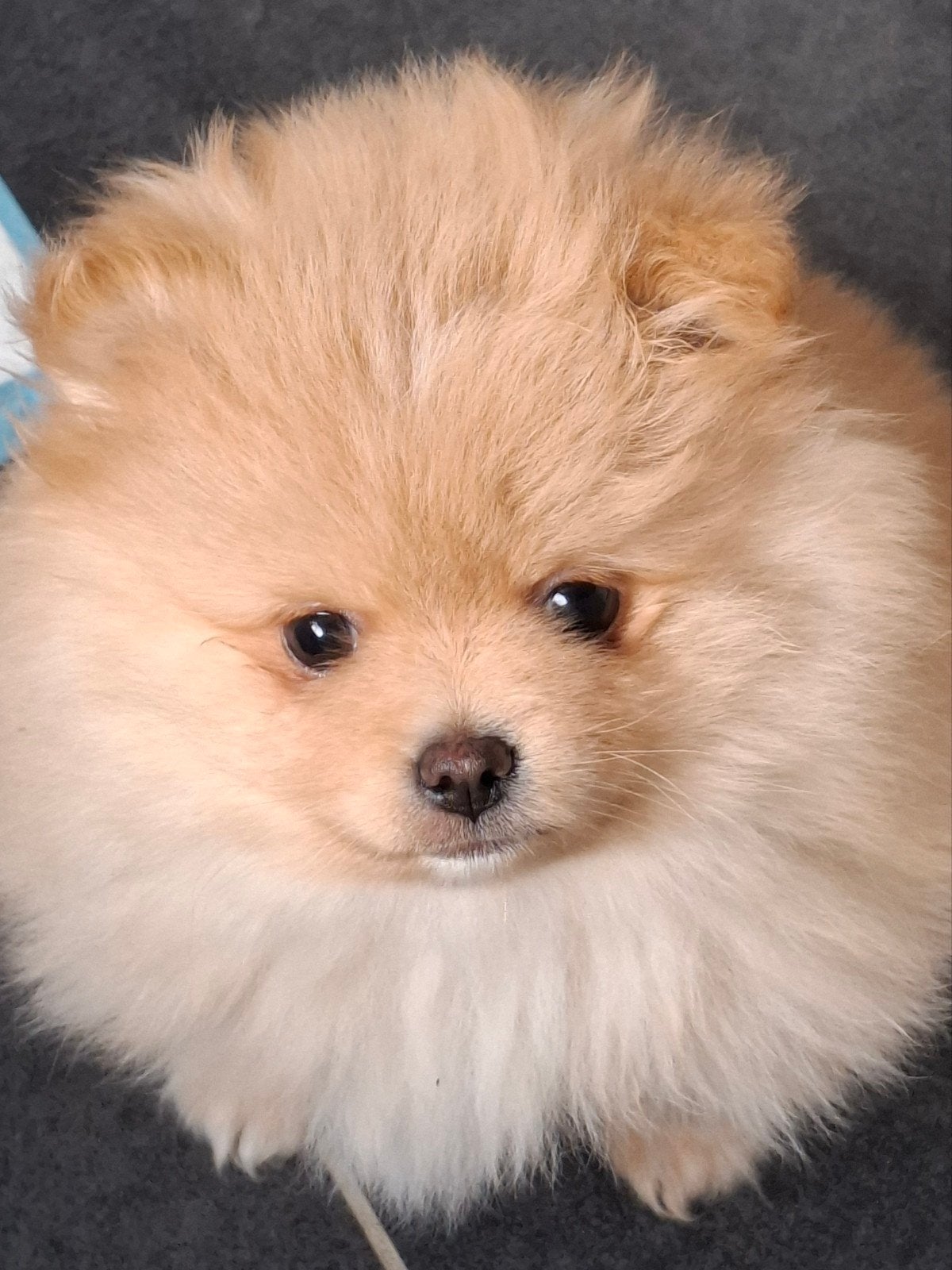 pomeriaan pupje reutje, Dieren en Toebehoren, Honden | Poolhonden, Keeshonden en Oertypen, Keeshond, 8 tot 15 weken, Meerdere