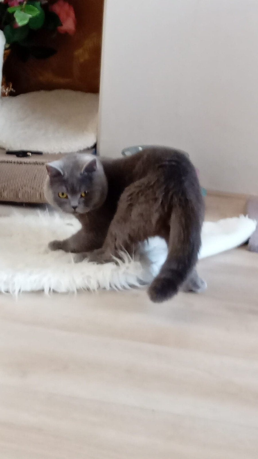 🐾Britse Korthaar Dekking €125 (Niet te Koop), 3 tot 5 jaar