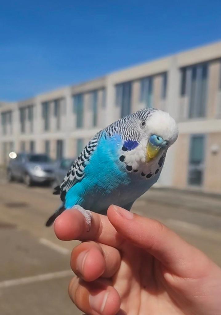 Minnie vermist, Dieren en Toebehoren, Vogel