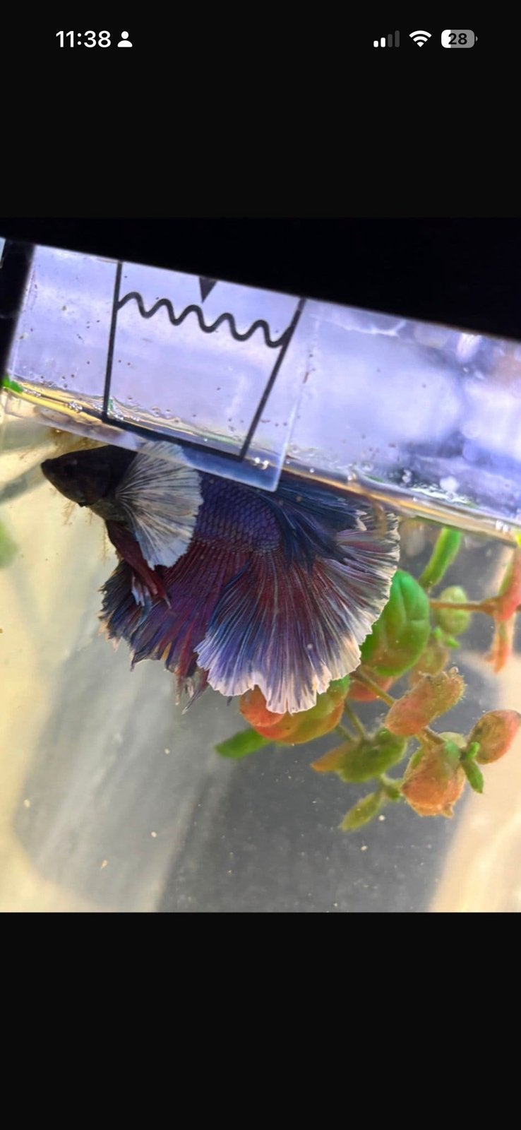 Beta splendens, Dieren en Toebehoren, Vis