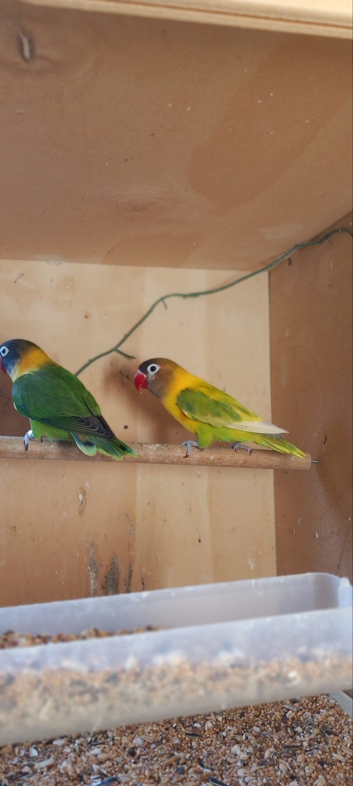 ruilen koppel personata, Meerdere dieren, Parkiet