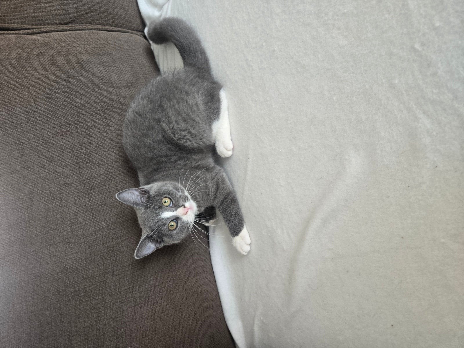 britsekorthaar kitten laaste 15 weekjes mag nesje verlaten, Poes, Ontwormd, 0 tot 2 jaar