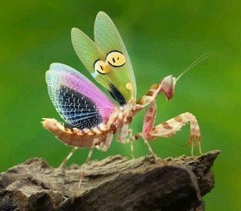 Creobroter gemmatus bidsprinkhaan / mantis, Dieren en Toebehoren, Sprinkhaan of Krekel