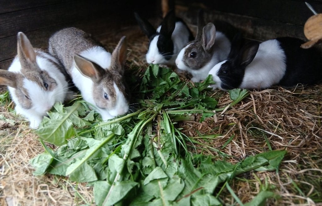 Lieve jonge hollander konijntjes, Dieren en Toebehoren, Konijnen, Meerdere dieren, Middelgroot, 0 tot 2 jaar