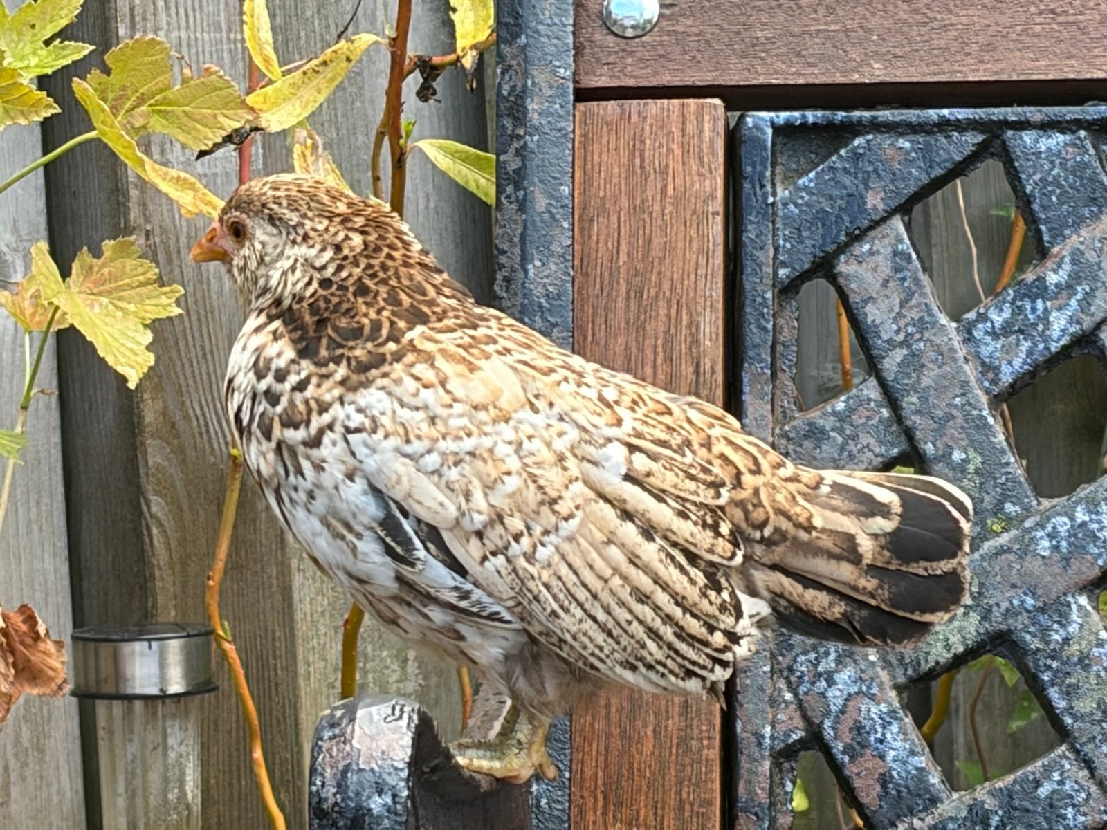 Ukkelse baardkriel kuikens 8 weken oud, Meerdere dieren, Kip