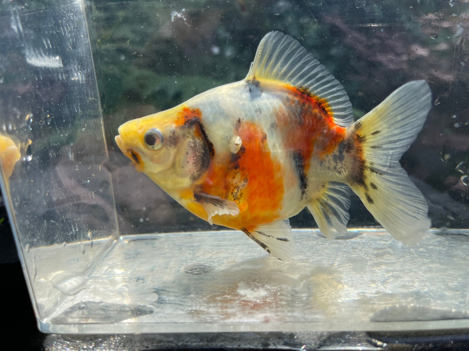 3-kleur Tamasaba – fancy golffish – Nu slechts €25,-, Dieren en Toebehoren, Vis