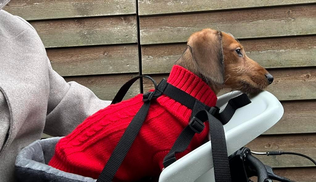 Dogrider, lijkt op buddyrider. Voor bijv de Teckel, Ophalen, Zo goed als nieuw