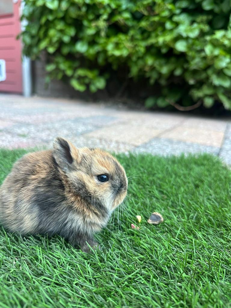 Baby konijntjes, Geslacht onbekend, Dwerg