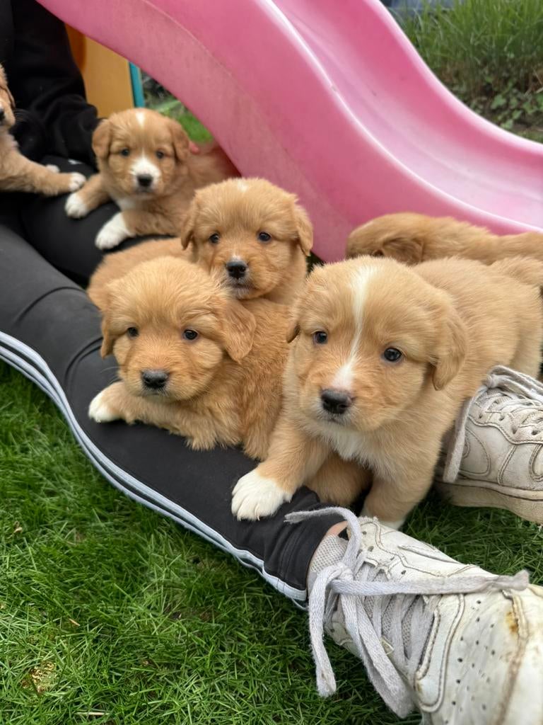 Nova scotia duck tolling retriever, Nederland, Parvo, Overige rassen, 8 tot 15 weken
