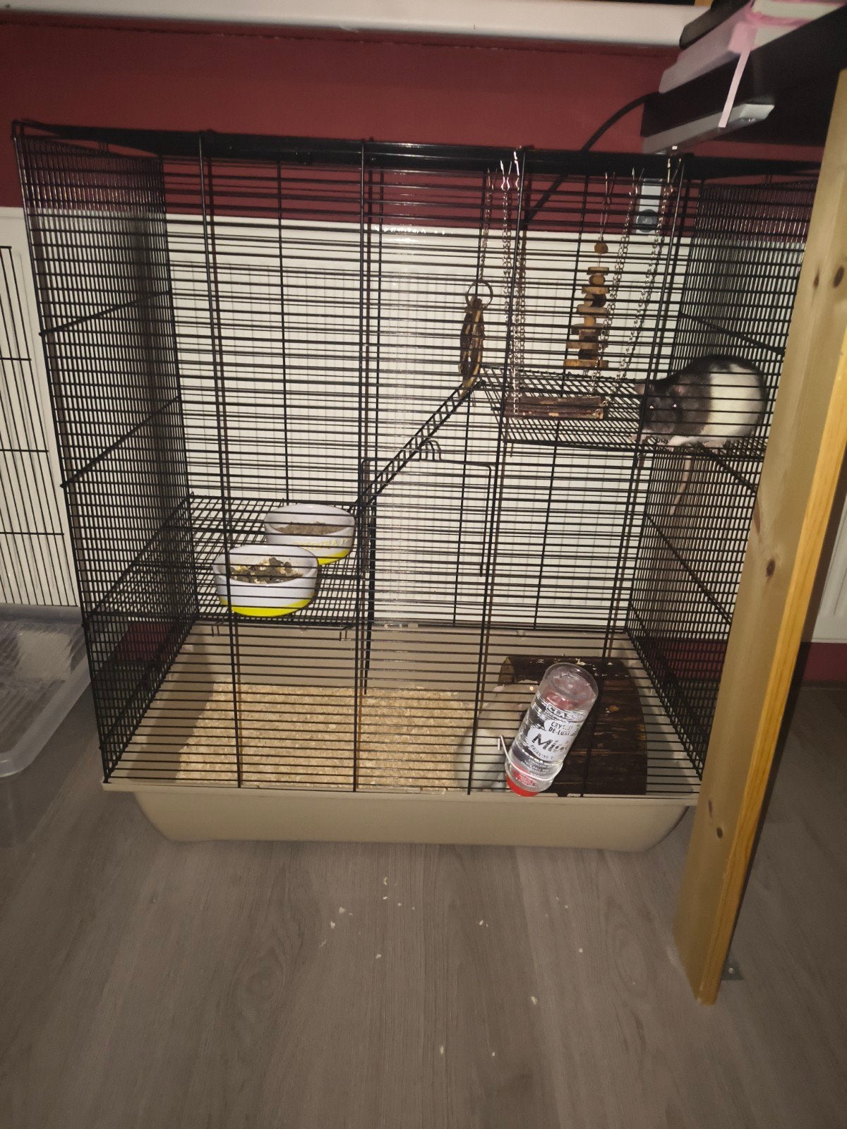 Rattenhok inclusief twee tamme ratten, Dieren en Toebehoren, Juli, Vrouwelijk, Rat