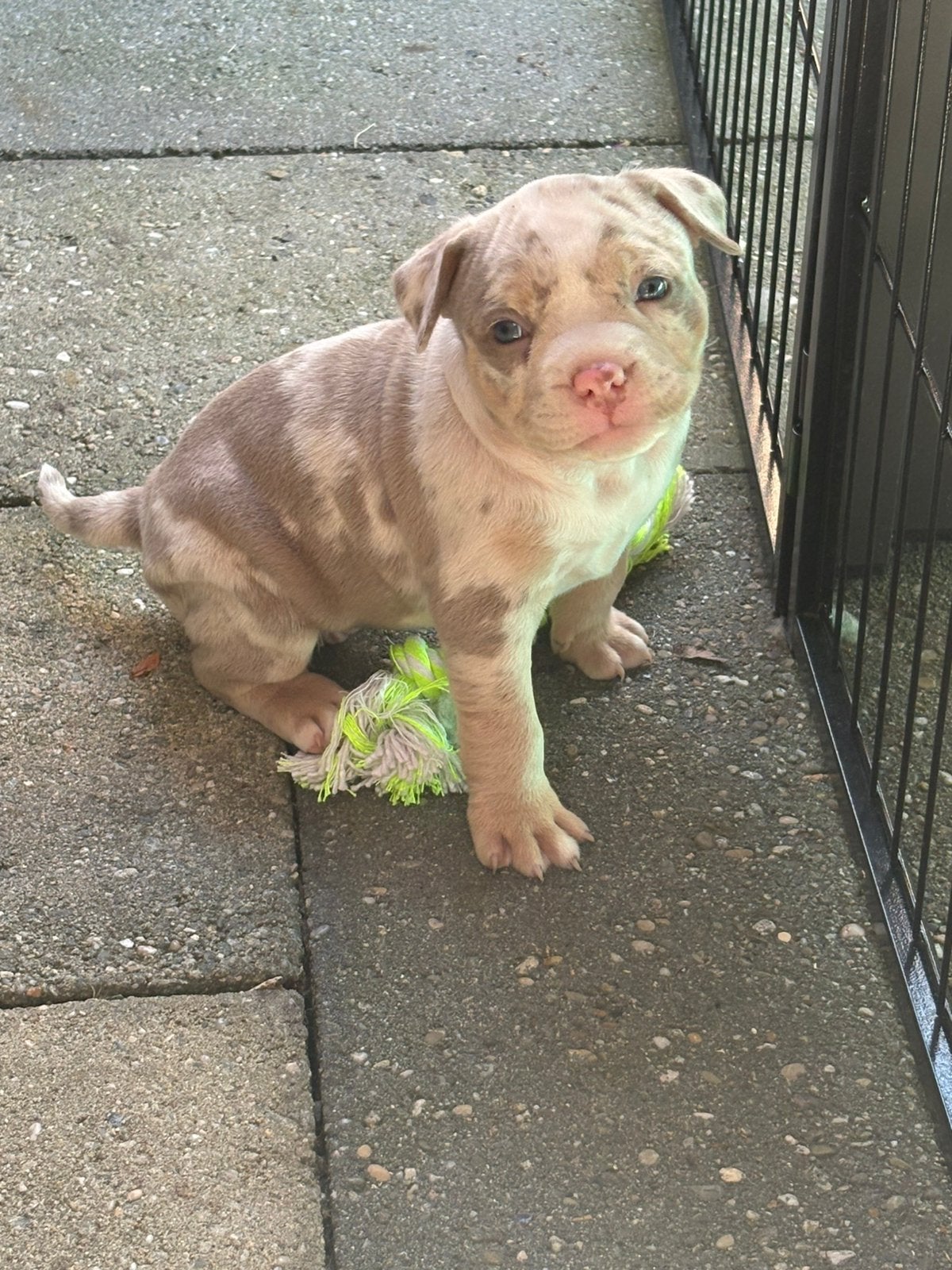 Uniek merle teefje ( Pocket Bully ), Dieren en Toebehoren, 8 tot 15 weken, Teef, Parvo, Bulldog