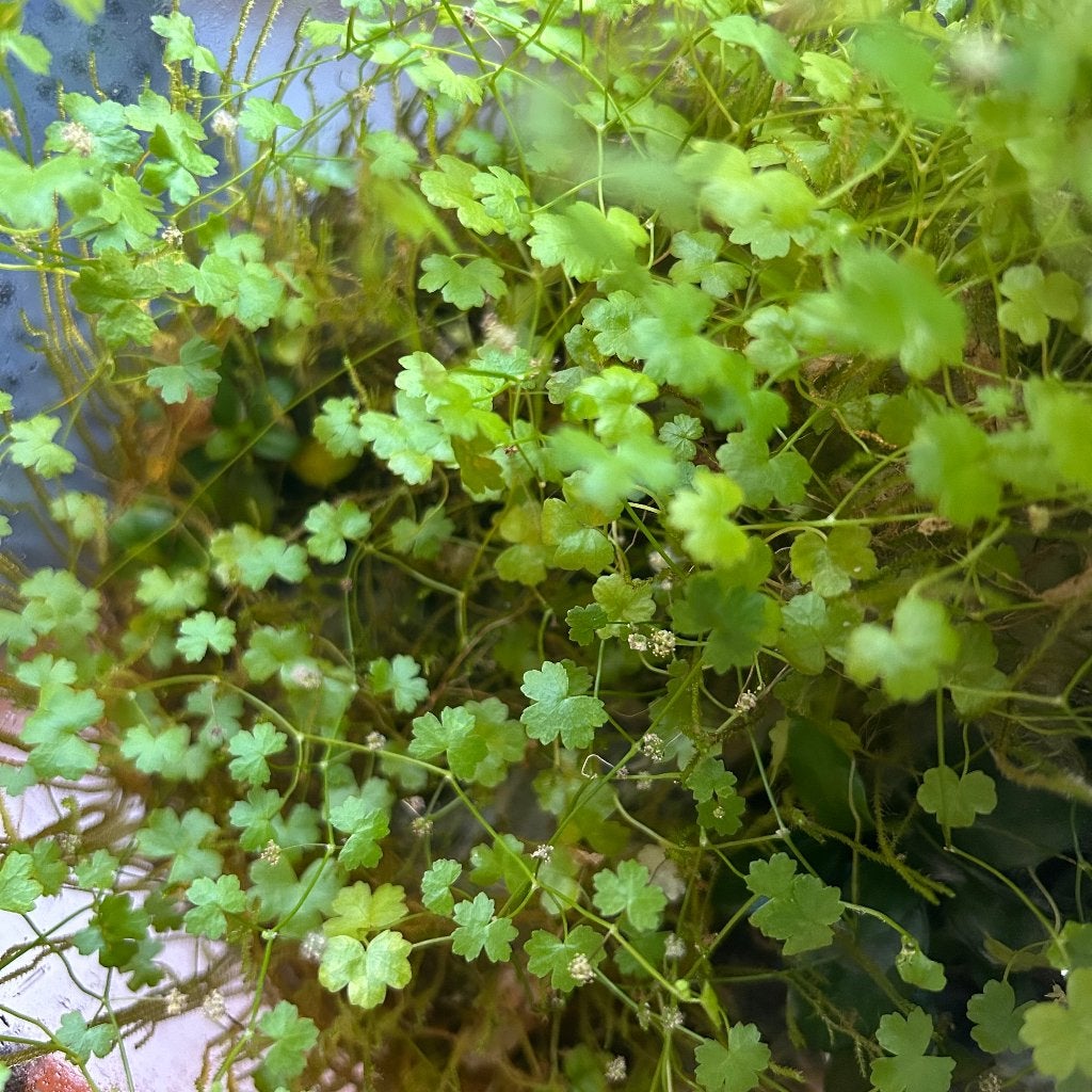 Hydrocotyle Tripartita uit eigen kweek, Ophalen of Verzenden, Nieuw, Plant(en), Steen of Hout