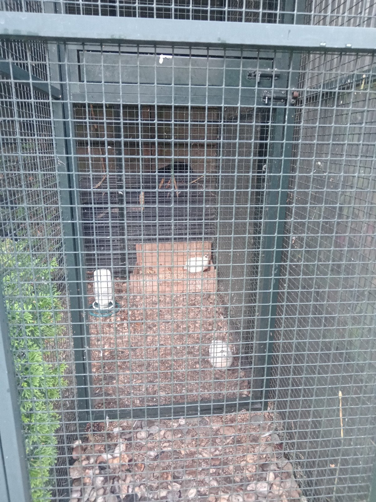 Te koop, Dieren en Toebehoren, Vogels | Kanaries