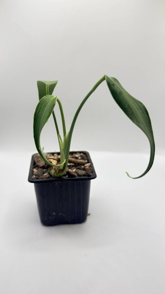 Monstera Burle Marx Flame, Verzenden, Halfschaduw, Minder dan 100 cm