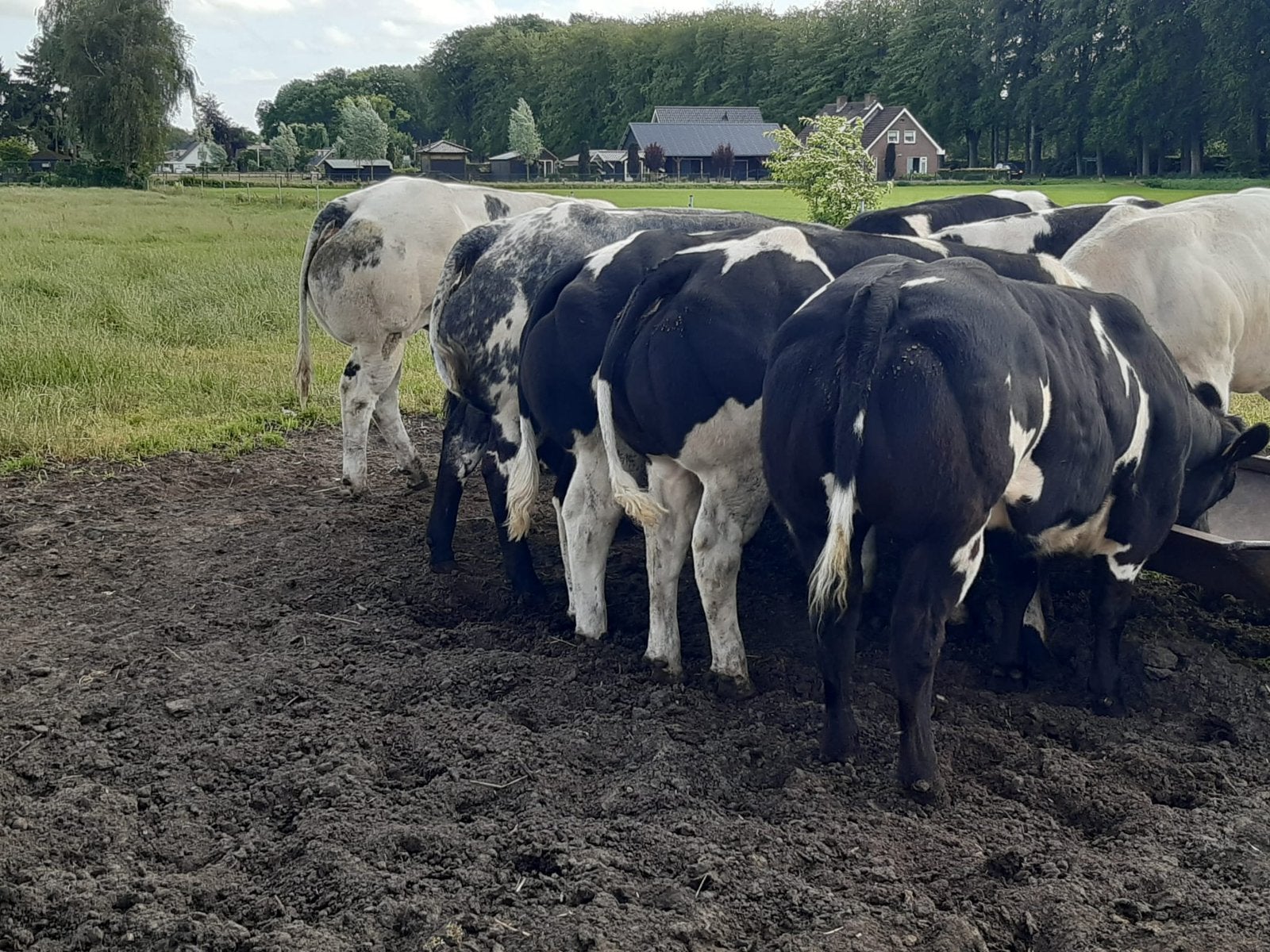 11 beste BWB dikbilpinken te koop, Dieren en Toebehoren, Runderen, Vrouwelijk, 0 tot 2 jaar