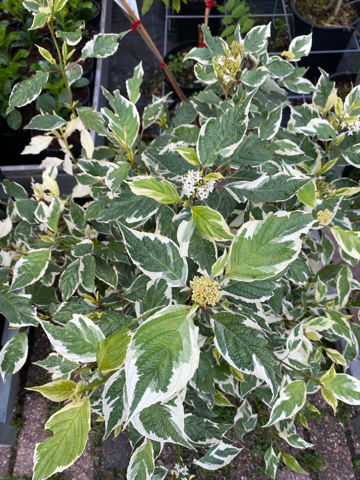 Cornus alba 'Sibirica Variegata' - Bonte Kornoelje, Volle zon, Vaste plant, Lente, Ophalen