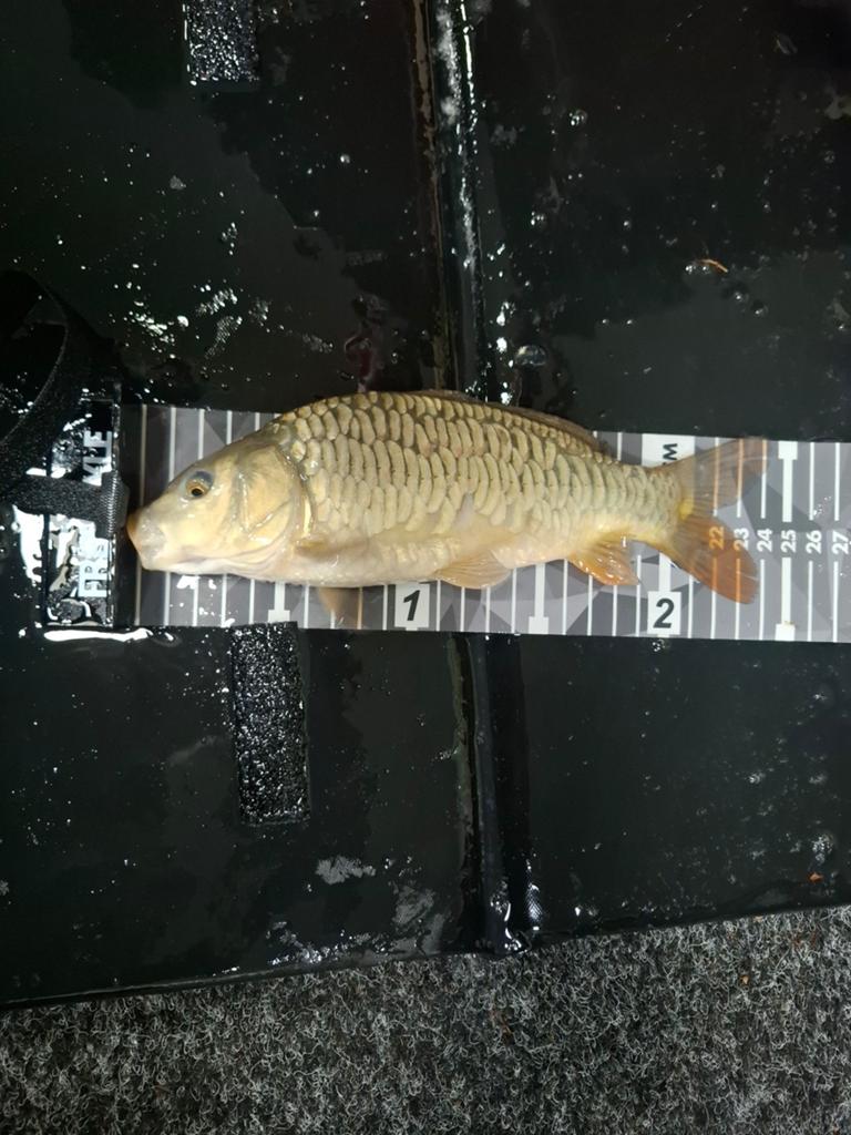 Spiegel karper hongaarse snelgroeiers (koi), Karper of Koi