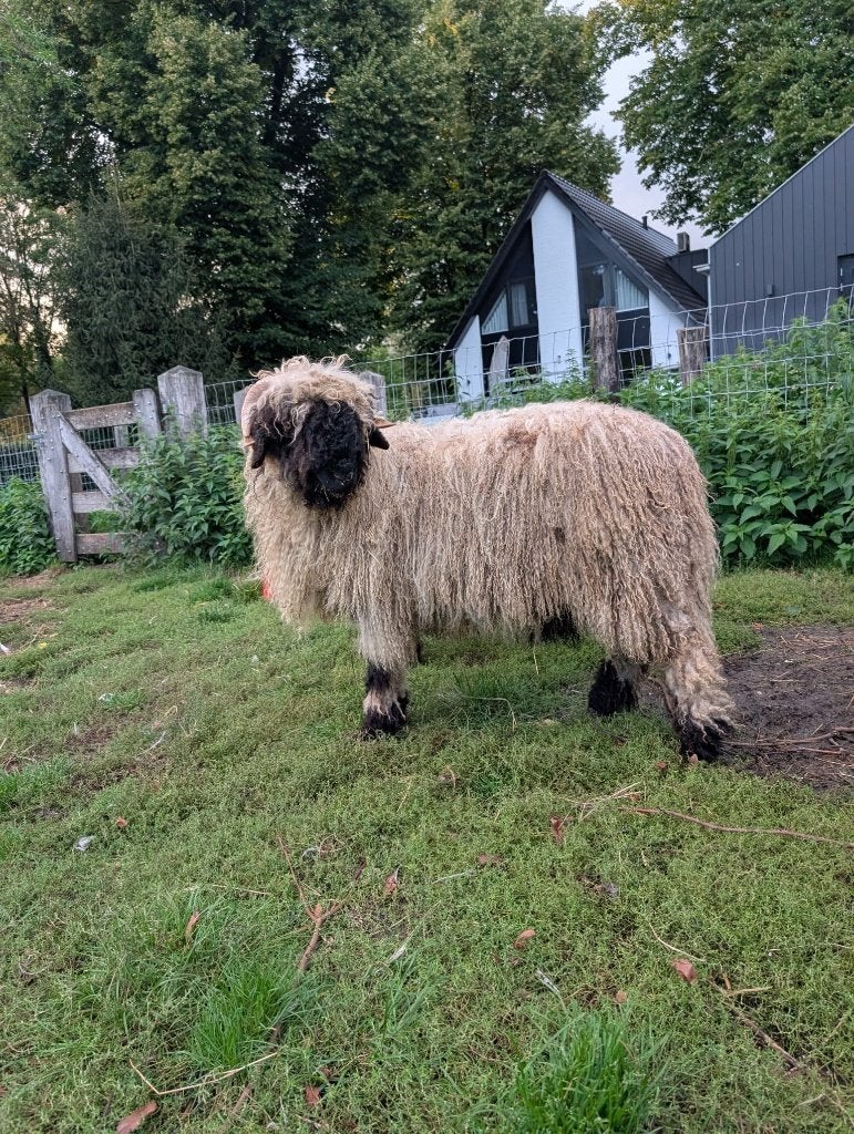 2 x Wallischer Schwarznase ram, Dieren en Toebehoren, Schapen, Geiten en Varkens, Mannelijk, Schaap, 0 tot 2 jaar