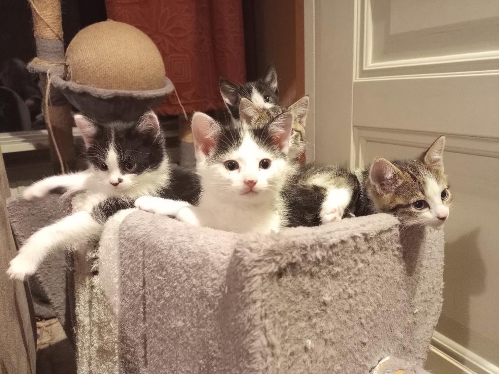 Nog 1 poesje zoekt een nieuw thuis, Dieren en Toebehoren, Katten en Kittens | Overige Katten, Poes, Kortharig, 0 tot 2 jaar