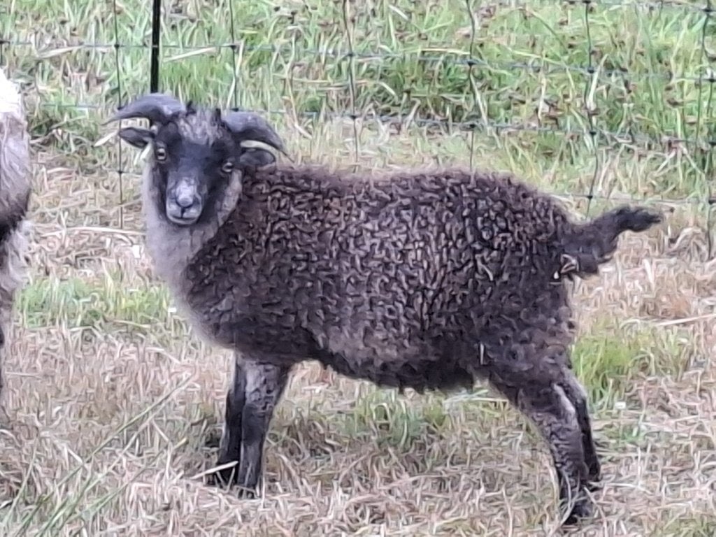 Ouessant jonge dekrammen, Dieren en Toebehoren, Schapen, Geiten en Varkens, Mannelijk, Schaap, 0 tot 2 jaar