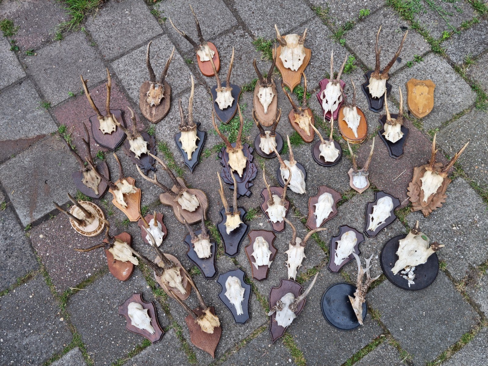 40 ree bok schedels uitzoeken €20,- alles maar €6,25 p.stuk!, Overige materialen, Ophalen of Verzenden, Bruin, Landelijk