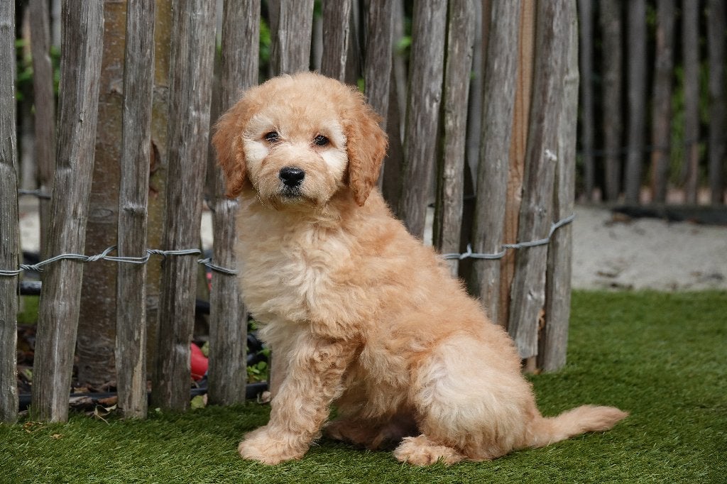 Prachtige Medium Labradoodle pups; Abrikoos & abrikoos/rood, België, Overige rassen, CDV (hondenziekte), 8 tot 15 weken