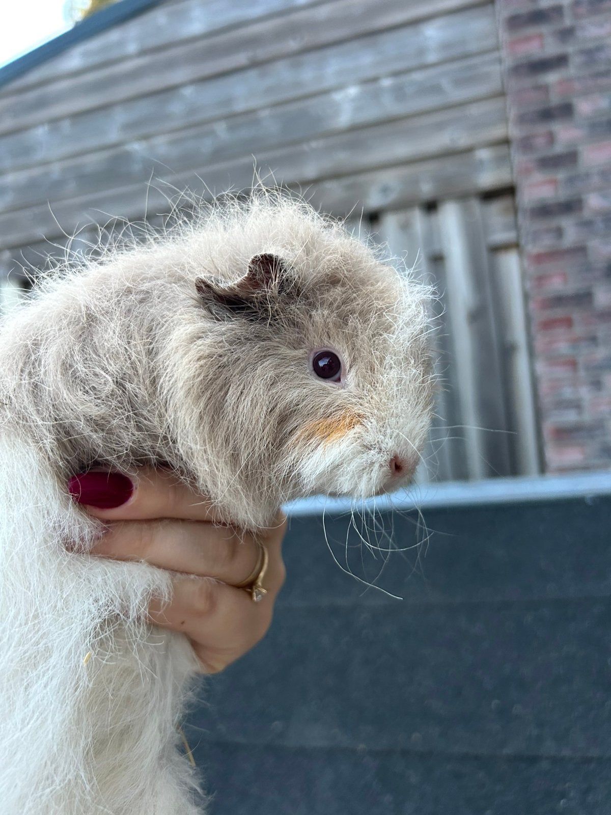 Lilac goud wit ch teddy zeug, Dieren en Toebehoren, Knaagdieren, Maart, Vrouwelijk, Cavia