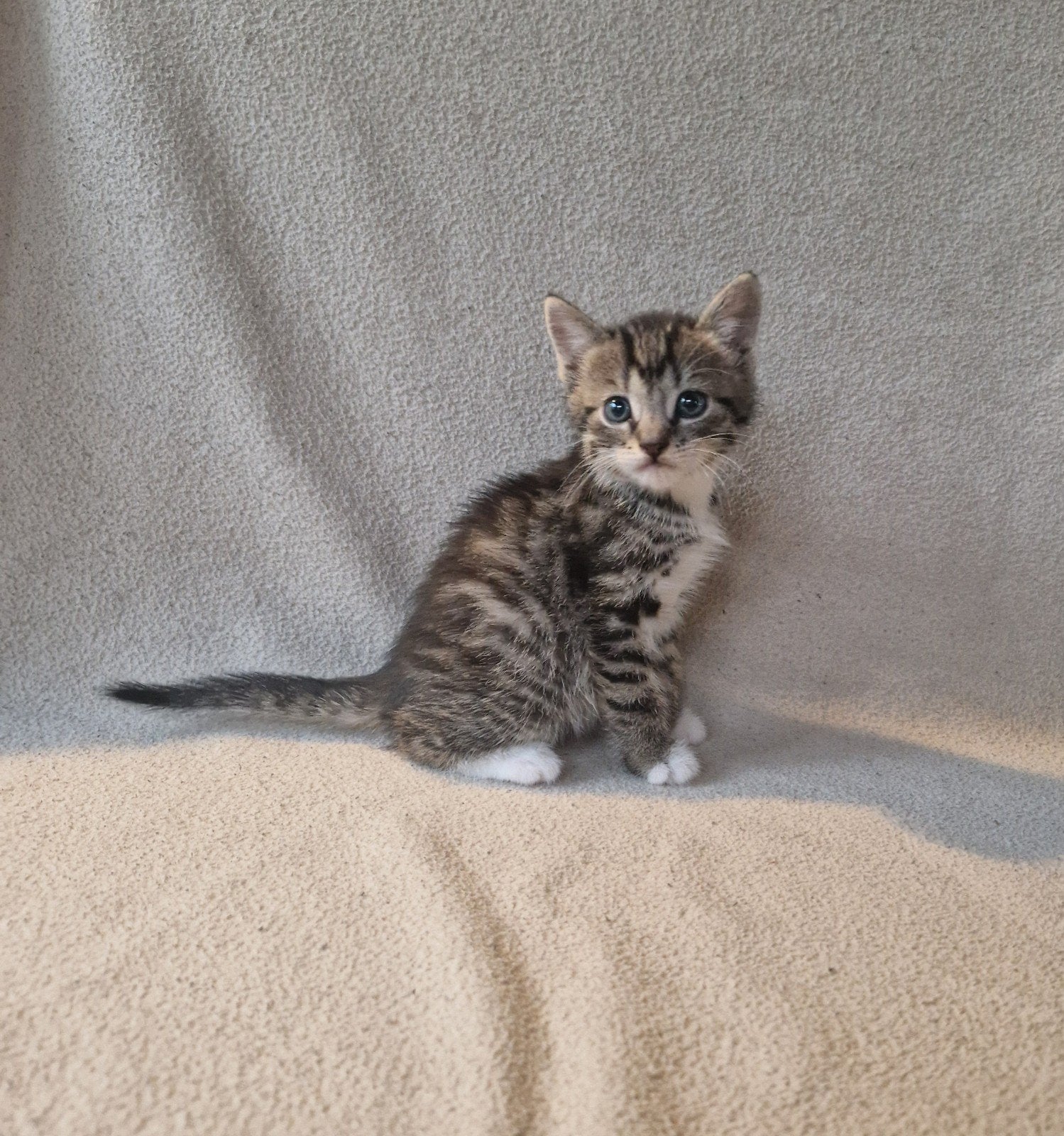 Super tamme kittens, Dieren en Toebehoren, Meerdere dieren