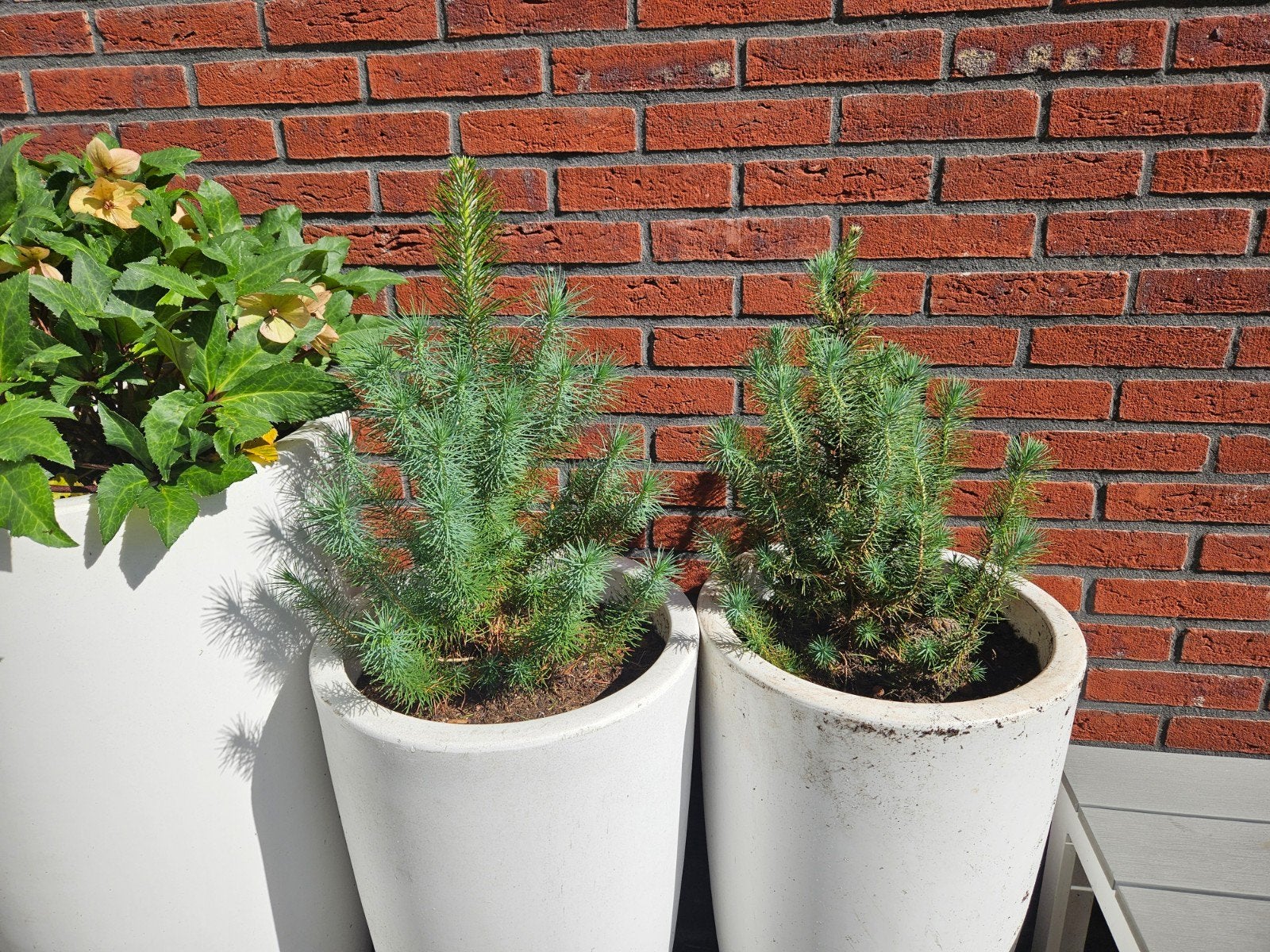 Twee dennenboompjes pinus, Tuin en Terras, Volle zon, Vaste plant, Bloeit niet, Ophalen