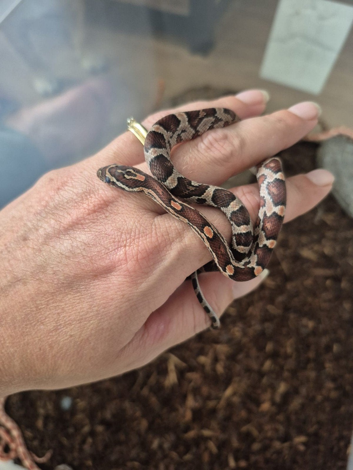 rattenslangen Rat Snake - unknown for sale from dennis stout